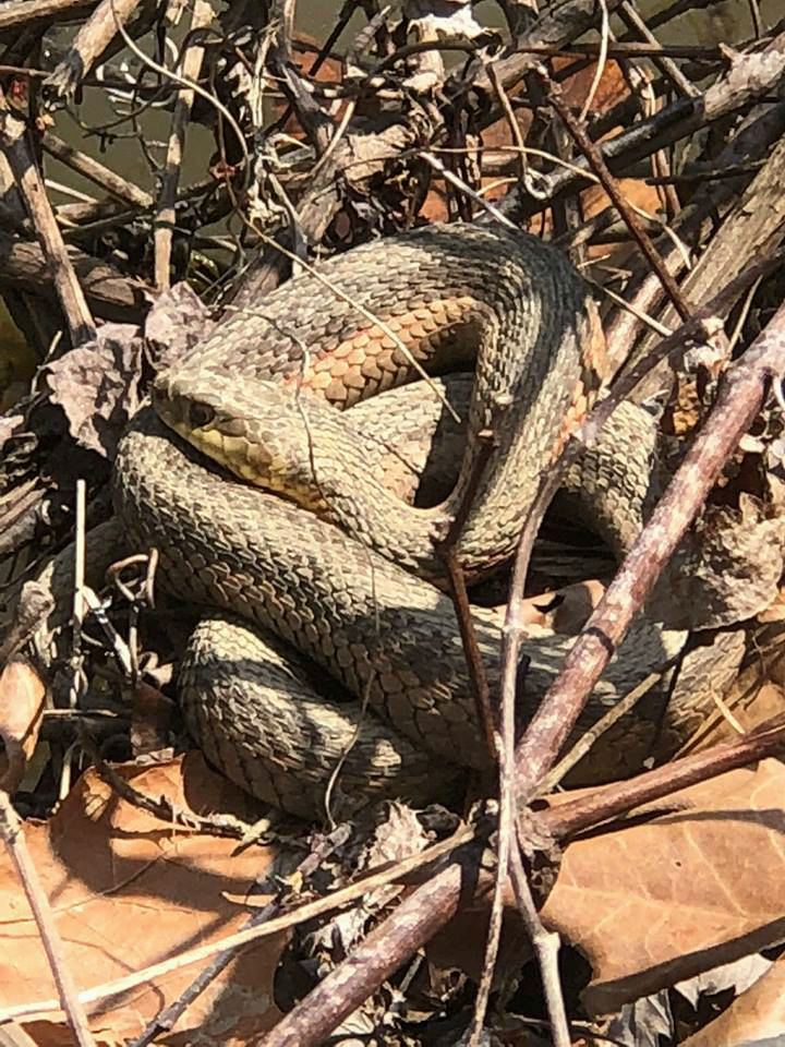 Eastern Garter Snake